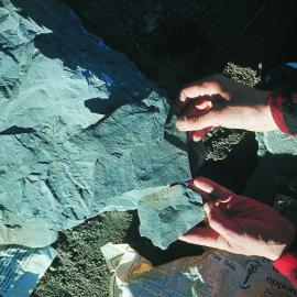 Leaf fossils: 280 million years