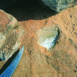 Fish hotel: bothriolepsis fish plate and plant (lycopod)