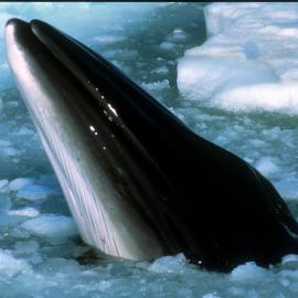 Minke Whale, McMurdo Sound