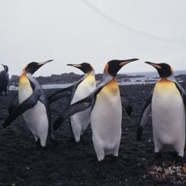 King Penguins, Macquarie Island