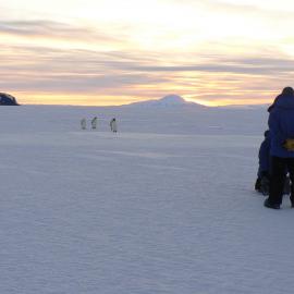 Emperor penguins coming towards a group, on sea ice just south of Camp Haskell