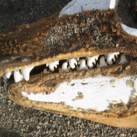 Mummified seal head