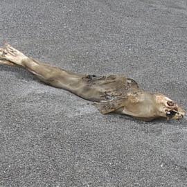 Mummified seal
