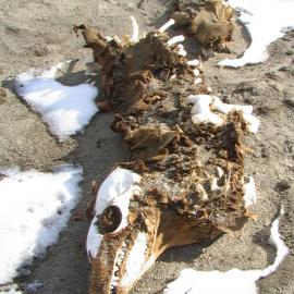Mummified seal