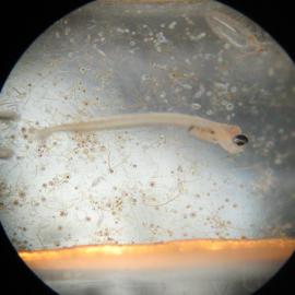 Larval fish and other plankton