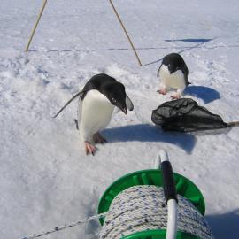 Adelie penguins and the sampling gear