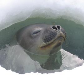 A seal occupies the plankton hole