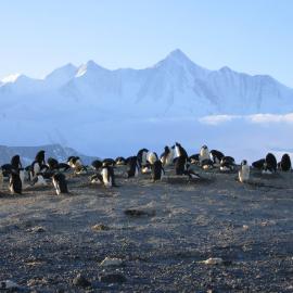 Mount Herschel with penguins in the foreground