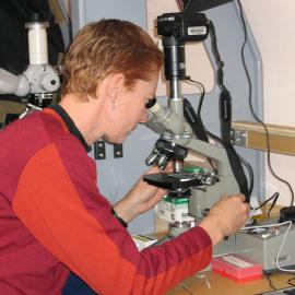 Mary Sewell taking photographs of larvae in laboratory tent