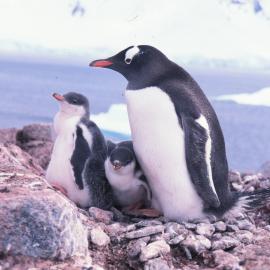 Gentoo Penguins