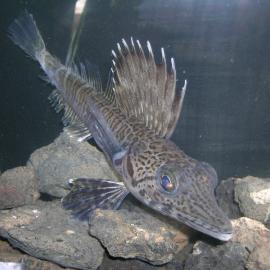 Pagetopsis Macropterus