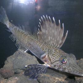 Pagetopsis Macropterus