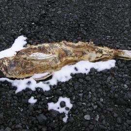 Mummified seal, 7 km from home, Riviera Ridge, Mt Morning
