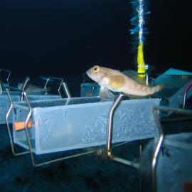 Close-up of experimental racks to test for effects of UV-R on Antarctic larvae