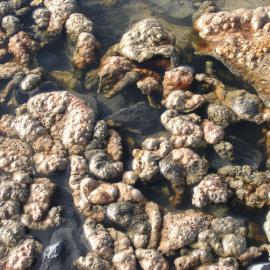 Microbial mats, Skua Pond, Bratina Island