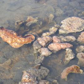 Microbial mats, Skua Pond, Bratina Island