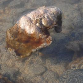 Microbial mats, Skua Pond, Bratina Island