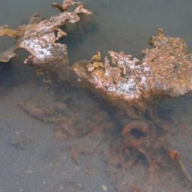 Microbial mats, Bambi Pond, Bratina Island