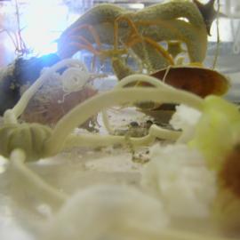 McMurdo, Aquarium, Albert P Crary Science and Engineering Centre