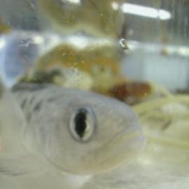 McMurdo, Aquarium, Albert P Crary Science and Engineering Centre