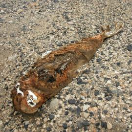 A mummified seal in the Miers Valley, McMurdo Dry Valleys