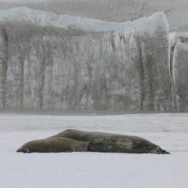 Seal adult and juvenille at Erebus Glacier tongue
