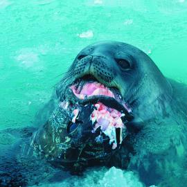 Weddell seal with Antarctic cod; 1 km from Scott Base