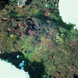 Moss, Campylopus pyriformis, and brown blue-green algal crust on geothermal ground close to the summit of Mt Melbourne