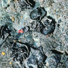 Umbilicaria: rich growths of lichen on knolls in area to immediate north of to Horseshoe Bay, near Cape Royds