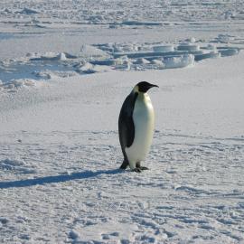 A lone Emperor penguin on the ice
