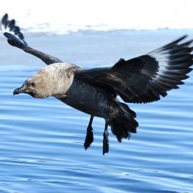 A south polar skua