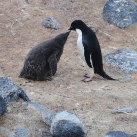 Adelie penguin and chick