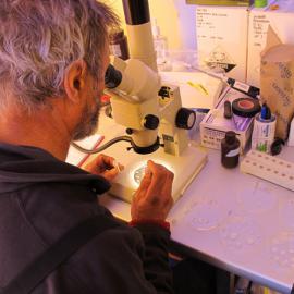 Examining samples for signs of copepods