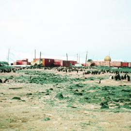 Hallett Station and penguin rookery