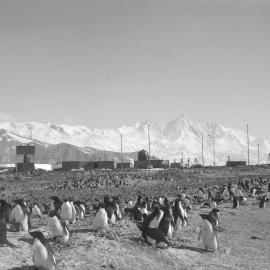 View looking across penguin rookery to Hallett IGY Station with Mt Herschel in background