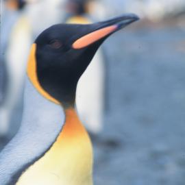 King Penguins, Macquarie Island