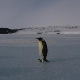 Emperor penguin