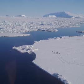 Emperors at Cape Roget