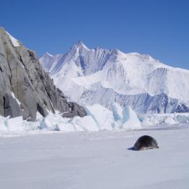 Hedgehog Island