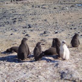 Penguin chicks - white morph