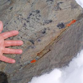 Lichen, seaweed and moss