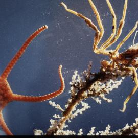 Brittle star and sea spider