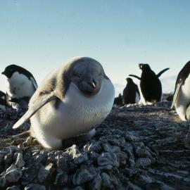 Albino penguin at Cape Bird