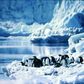 Penguins at Cape Bird