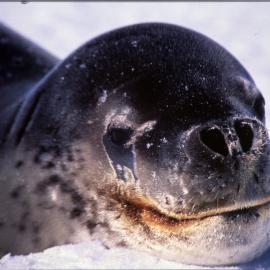 Leopard seal at Cape Bird