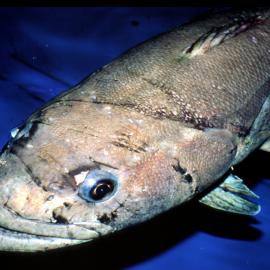 Antarctic toothfish: dissostichus mawsoni