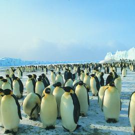 Emperor penguins at Cape Crozier