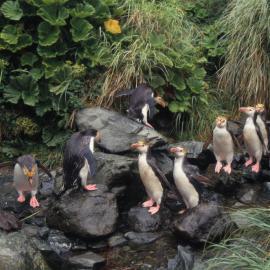 Royal Penguins, Macquarie Island
