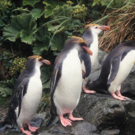 Royal Penguins, Macquarie Island