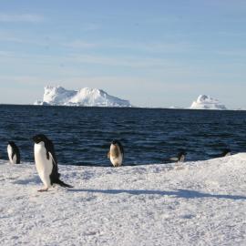 Grubby penguin landing zone, Franklin Island
